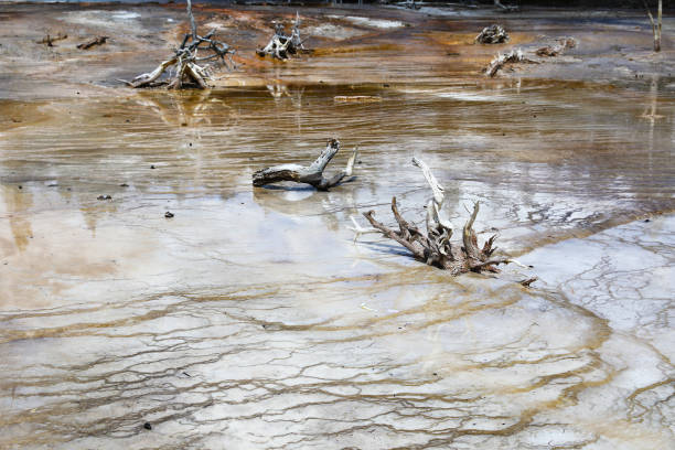 The fascinating Fountain Paint Pot area in Yellowstone National Park