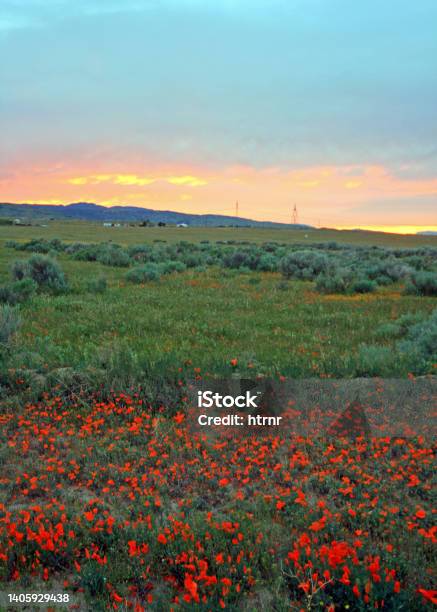 California Golden Poppies At Sunset In The High Desert Of Southern California United States Stock Photo - Download Image Now