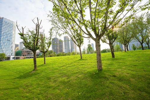 Trees in the sun