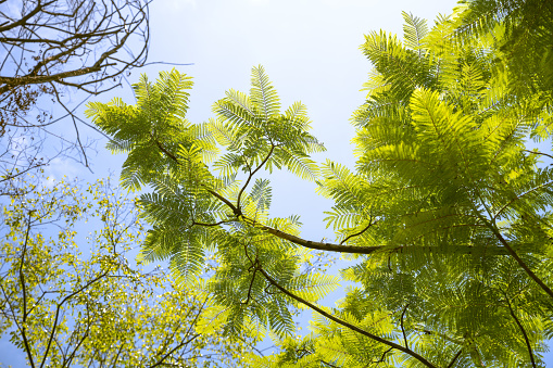 Many young green maple leaves on the branches illuminated by the sun in the spring