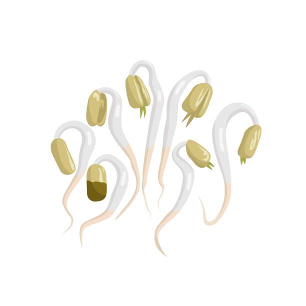 ilustrações de stock, clip art, desenhos animados e ícones de vector illustration of bean sprouts, a culinary vegetable from freshly grown green beans, isolated on a white background. - soybean isolated seed white background