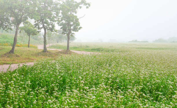 istock Misty buckwheat flower field. 1405938304