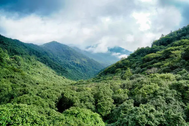 Photo of A lush green mountain.