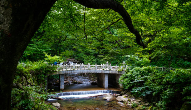 istock People crossing a bridge in the forest. 1405938593