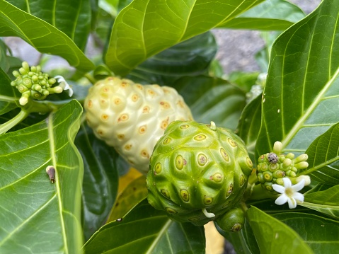 tropical fruiting plants