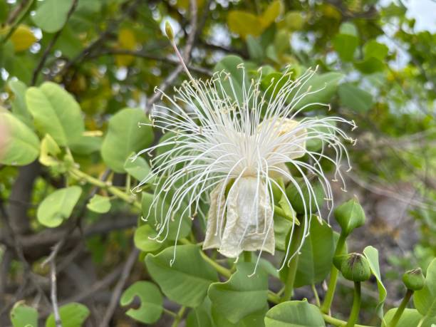 istock tropical plant flowers 1405938937