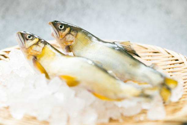 Ayu on a Crushed Ice