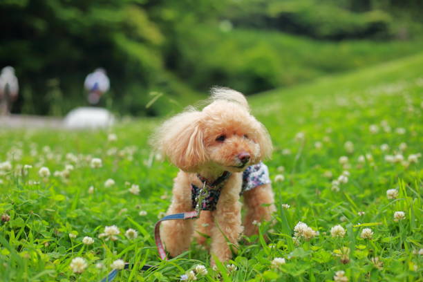 istock Clover (white clover) flowers and toy poodle 1405941799