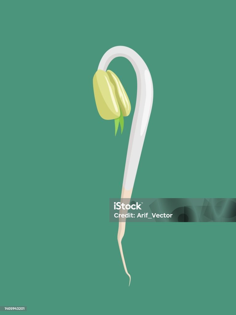 Vector Minh Họa Giá Đỗ Một Loại Rau Ẩm Thực Từ Đậu Xanh Mới Trồng ...