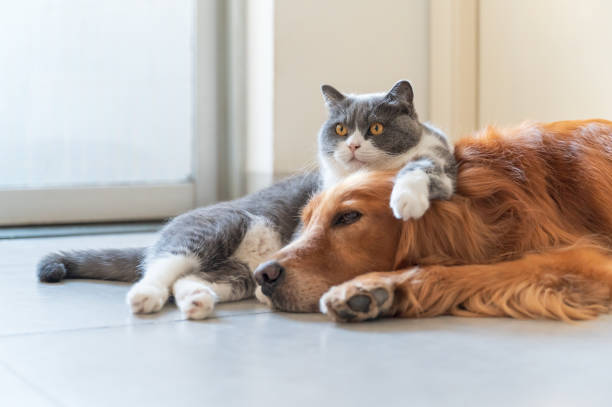 istock Golden Retriever and British Shorthair are friendly 1405944499