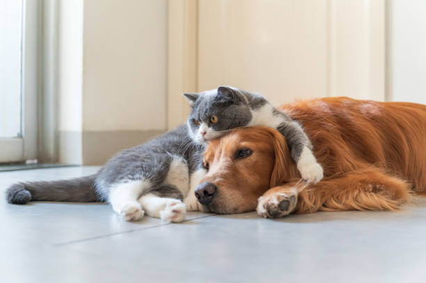 istock Golden Retriever and British Shorthair are friendly 1405944503
