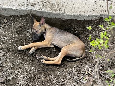 Stock photo showing close-up, elevated view of under nourished feral street dog in India trying to keep out of the heat of the day.
