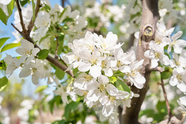 birne blume - white blossom tree nature stock-fotos und bilder