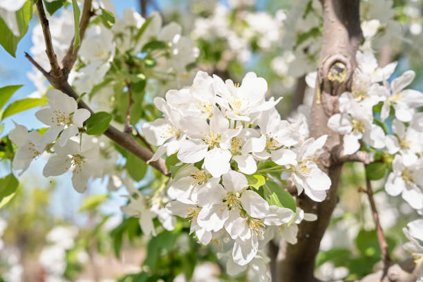 Pear flower The blooming pear flower outdoors day loving stock pictures, royalty-free photos & images