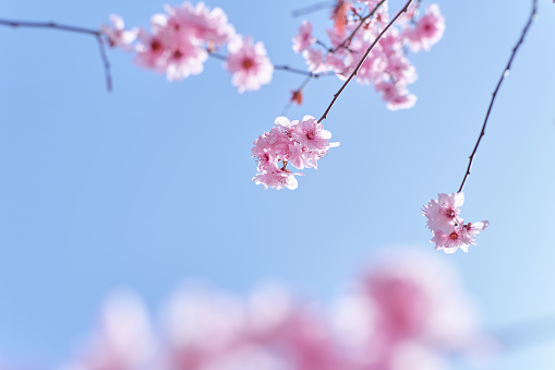cherry blossoms against the clear sky