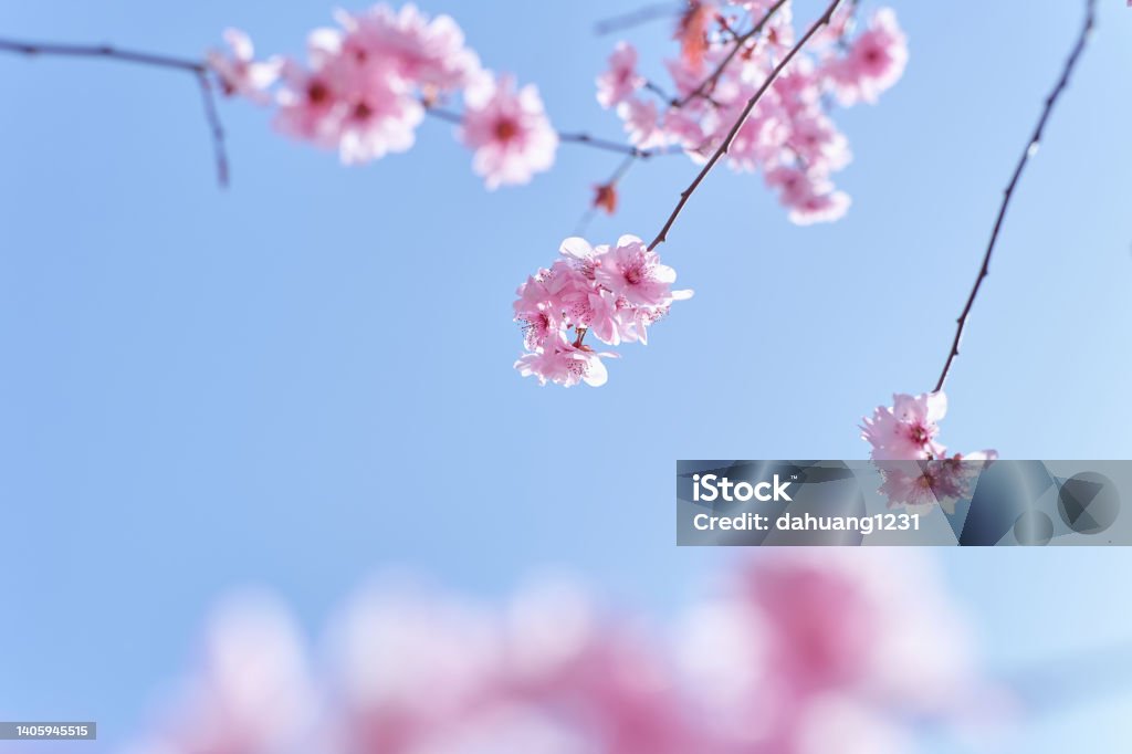 Pink Cherry Blossom cherry blossoms against the clear sky Cherry Blossom Stock Photo