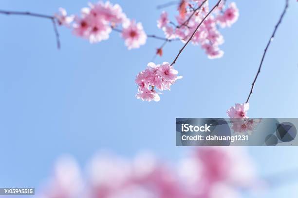 Pink Cherry Blossom Stock Photo - Download Image Now - Cherry Blossom, Blue, Sky
