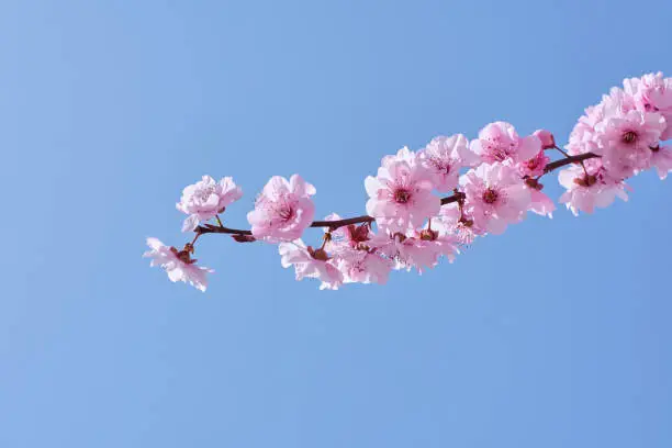 cherry blossoms against the clear sky