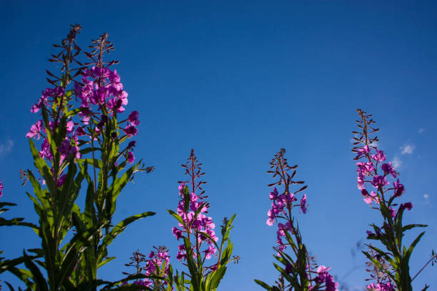 istock Blooming Willow herb, Ivan tea on blue sky. Willow-herb meadow. willow-herb tea, 1405945688