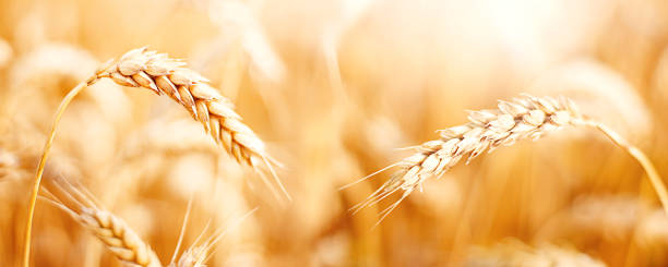 Ripe ears of wheat in field during harvest. Agriculture summer landscape. Rural scene. Macro. Panoramic image Ripe ears of wheat in field during harvest. Agriculture summer landscape. Rural scene. Macro. Panoramic image cropped pants photos stock pictures, royalty-free photos & images