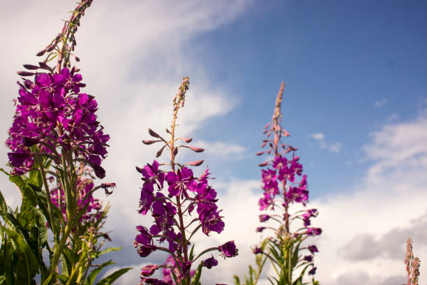 istock Blooming Willow herb, Ivan tea on blue sky. Willow-herb meadow. willow-herb tea, 1405946982