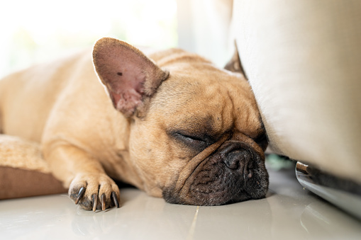 Tired and sleepy french bulldog lying against the couch.