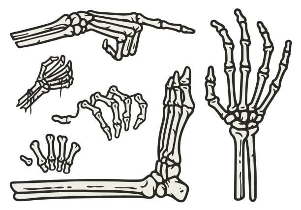 illustrazioni stock, clip art, cartoni animati e icone di tendenza di set di elementi per mani e gambe scheletrici per halloween - scheletro umano