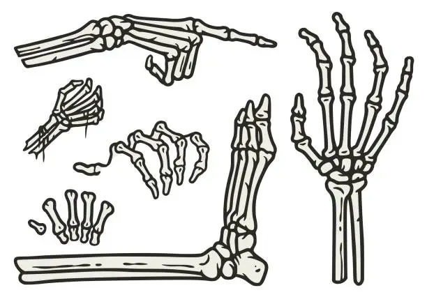 Vector illustration of Skeleton hand and leg elements set for halloween