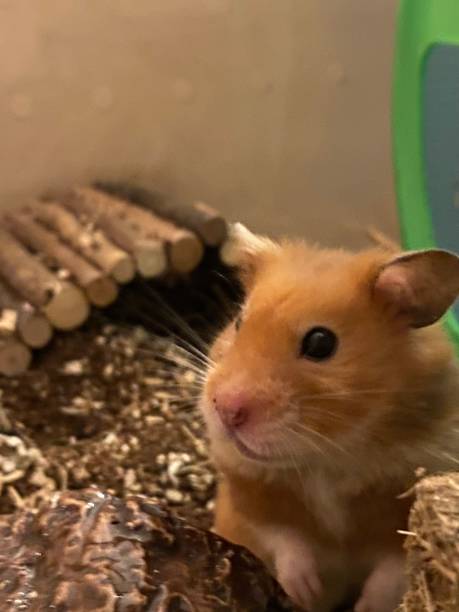 istock Close-up of a curious hamster 1405947925