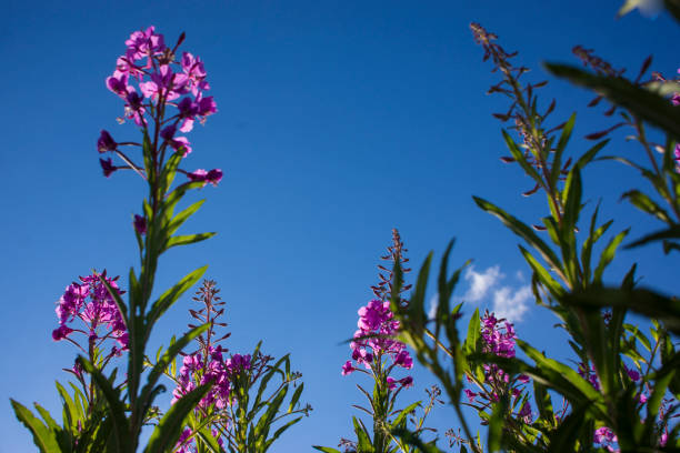 istock Blooming Willow herb, Ivan tea on blue sky. Willow-herb meadow. willow-herb tea, 1405948052
