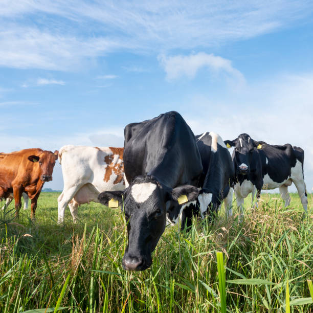 istock spotted cows in summer meadow near ditch in holland 1405949253
