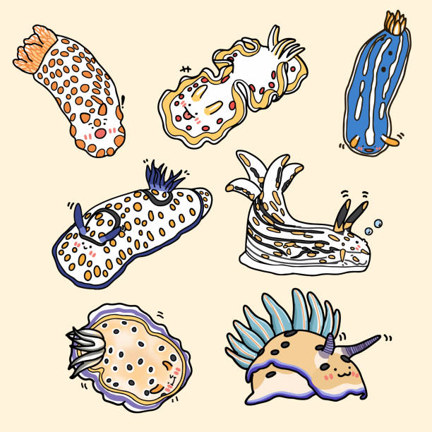 illustrazioni stock, clip art, cartoni animati e icone di tendenza di nudibranch cartone animato personaggio illustrazione set vettoriale - nudibranch