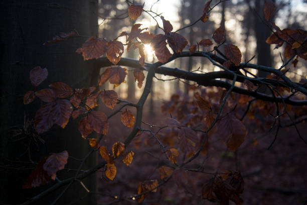 Foggy forest at sunrise stock photo