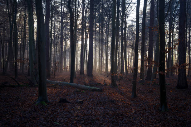 Foggy forest at sunrise stock photo