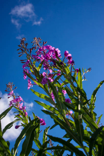 istock Blooming Willow herb, Ivan tea on blue sky. Willow-herb meadow. willow-herb tea, 1405950827