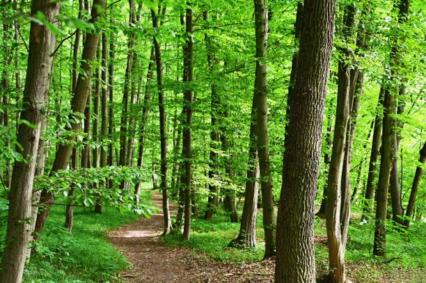 istock Nature - green background. Beautiful spring deciduous forest with trees and leaves. Relaxation and rest for the soul. Concept for ecology and nature. 1405951113