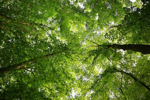 istock Nature - green background. Beautiful spring deciduous forest with trees and leaves. Relaxation and rest for the soul. Concept for ecology and nature. 1405951228