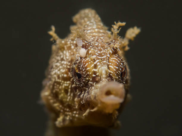 istock Close up of a seahorse 1405951488