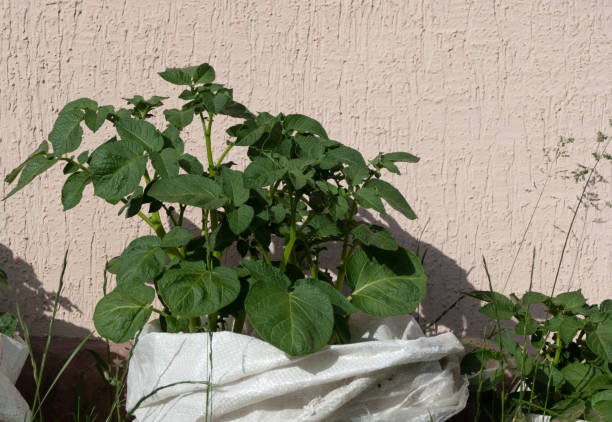 istock Potatoes growing in a bag. 1405952853