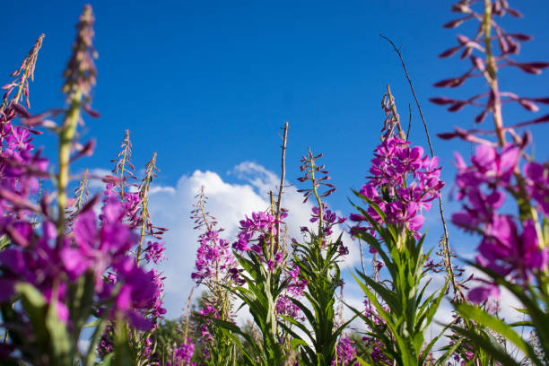 istock Blooming Willow herb, Ivan tea on blue sky. Willow-herb meadow. willow-herb tea, 1405953182