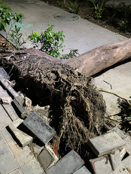 istock Image of dangerous pavement in India with uprooted, fallen tree, brick and rubble tripping hazard, health and safety, elevated view 1405954181