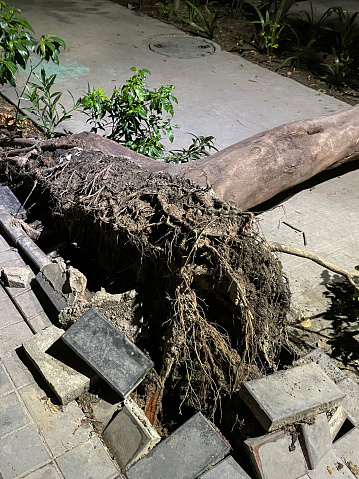 Stock photo showing elevated view of block paving pavement in need of repair, with broken dangerous paving tripping hazard due to fallen, uprooted tree.