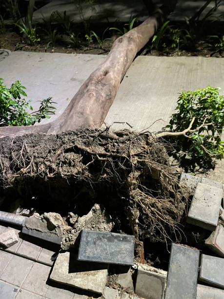 istock Image of dangerous pavement in India with uprooted, fallen tree, brick and rubble tripping hazard, health and safety, elevated view 1405954184