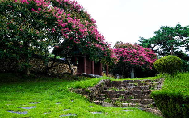 Lagerstroemia (crape myrtle) flower field in Korean garden.