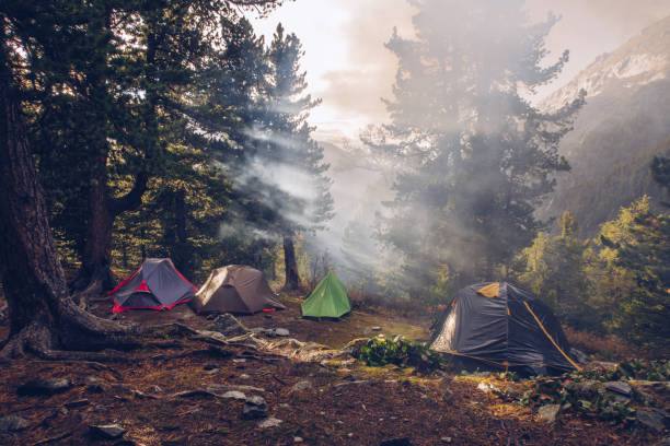 Camping tents in forest. Tourism concept, outdoors leisure. Life in a tent. Pine trees grove camping place stock photo stock photo