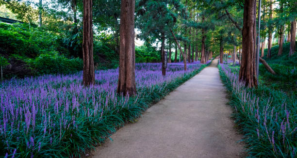 Liriope muscari flower field in the forest. stock photo