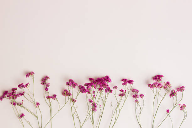 istock Pink flowers over the pink background with copy space. 1405959784