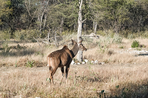 Greater Kudu in Etosha National Park in Kunene Region, Namibia