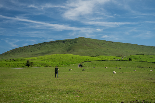 Hiker with backpack and hat walks on Offa's Dyke Path in Wales close to the Black Mountains among many sheep