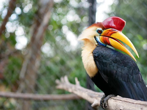 The knobbed hornbill or Rhyticeros cassidix, also known as Sulawesi wrinkled hornbill, is a colorful hornbill native to Indonesia.